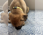 Small #2 Cane Corso