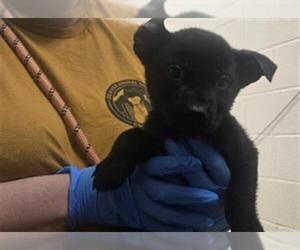 Chow Chow Dogs for adoption in Denver, CO, USA