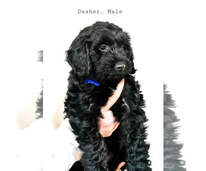 Aussiedoodle Miniature Puppy for sale in MARYSVILLE, WA, USA