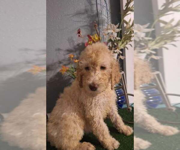 Medium Photo #3 Poodle (Standard) Puppy For Sale in HOMERVILLE, GA, USA