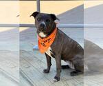 Small #4 American Pit Bull Terrier