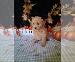 Image preview for Ad Listing. Nickname: Henry