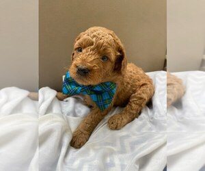 Poodle (Toy) Puppy for sale in KEIZER, OR, USA