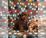 Small Photo #2 Goldendoodle (Miniature) Puppy For Sale in QUARRYVILLE, PA, USA