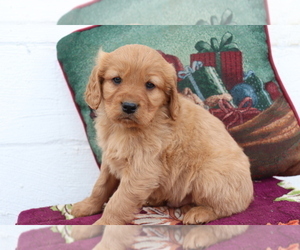 Cavalier King Charles Spaniel-Goldendoodle Mix Puppy for sale in SHILOH, OH, USA
