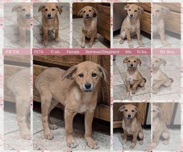 Medium Photo #1 Retriever -Unknown Mix Puppy For Sale in Mesa, AZ, USA