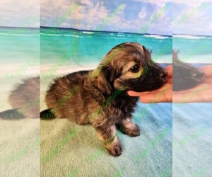 Poovanese Puppy for Sale in TECUMSEH, Michigan USA