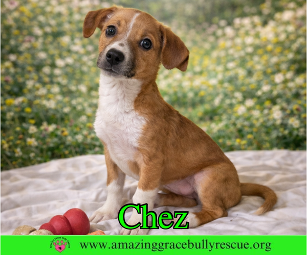 Medium Photo #1 Chiweenie Puppy For Sale in Pensacola, FL, USA