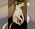 Small #3 Rat Terrier Mix