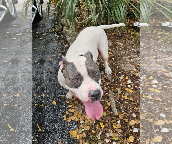 Medium Photo #24 American Bulldog Puppy For Sale in Pompano Beach , FL, USA
