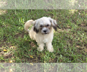 Lhasa Apso-Unknown Mix Dogs for adoption in Spring, TX, USA