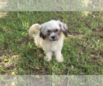 Tootsie(2) - Female Lhasa Apso-Unknown Mix Dog for Adoption - Small photo