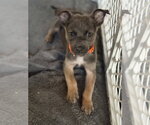 Small #3 Mutt