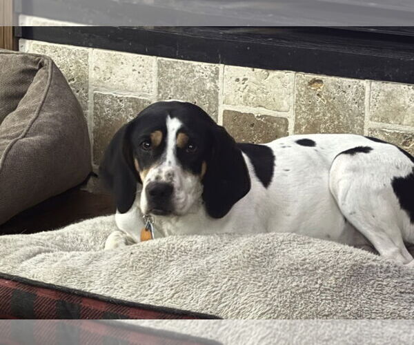 Medium Photo #2 Beagle-Unknown Mix Puppy For Sale in Brookville, OH, USA