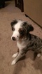 Small Photo #1 Australian Shepherd Puppy For Sale in SUMMERVILLE, SC, USA