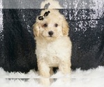 Small #4 Poodle (Miniature)