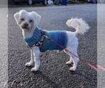 Small #2 Maltese