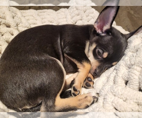 Medium Photo #2 Chihuahua Puppy For Sale in BETHPAGE, NY, USA