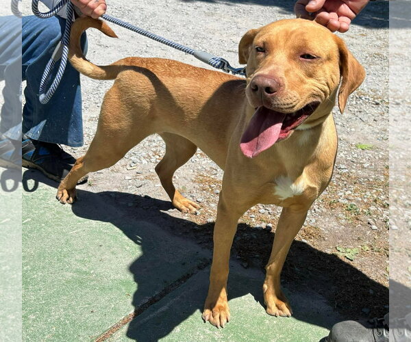 Medium Photo #4 Labrador Retriever-Unknown Mix Puppy For Sale in Rustburg, VA, USA