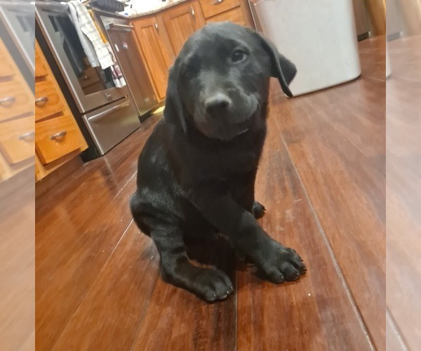 Medium Photo #5 Labrador Retriever Puppy For Sale in VENUS, TX, USA