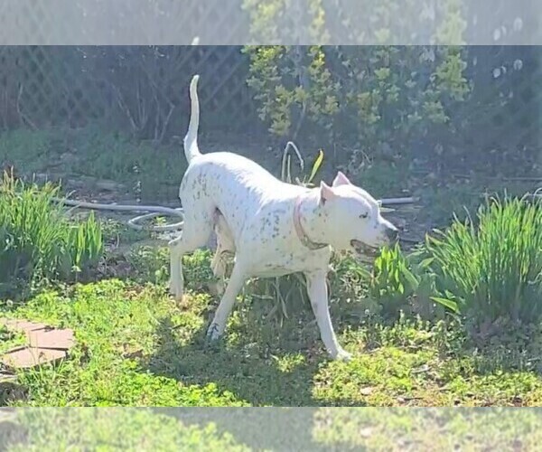 Medium Photo #1 Dogo Argentino Puppy For Sale in JANE, MO, USA