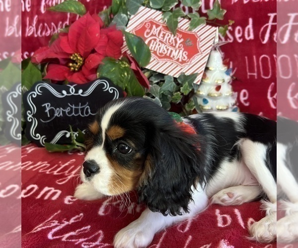 Medium Photo #9 Cavalier King Charles Spaniel Puppy For Sale in ABILENE, TX, USA