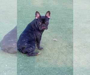 French Bulldog Puppy for sale in SAN JOSE, CA, USA