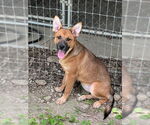 Small #2 Red Heeler Mix