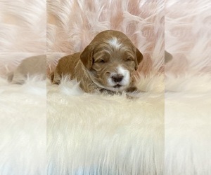 Golden Retriever-Poodle (Toy) Mix Puppy for sale in SURPRISE, AZ, USA