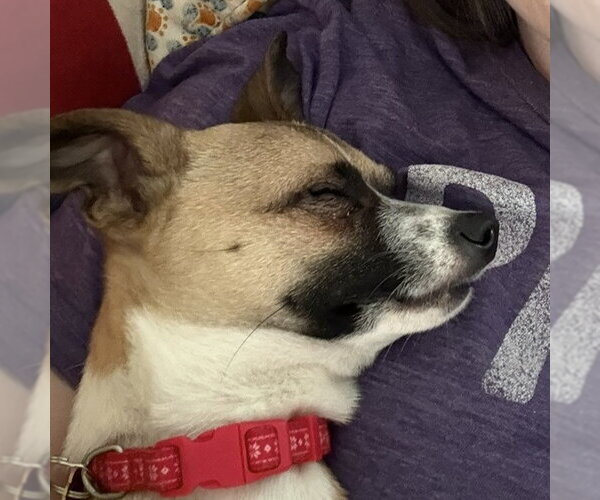Medium Photo #14 Chihuahua-Unknown Mix Puppy For Sale in Fargo, ND, USA