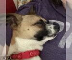 Small #13 Chihuahua Mix