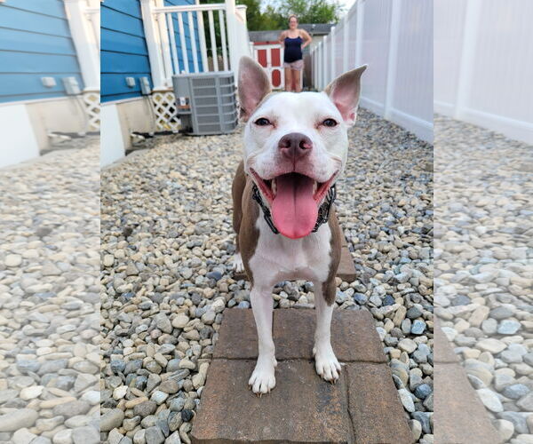 Medium Photo #1 Staffordshire Bull Terrier Puppy For Sale in Oakhurst, NJ, USA