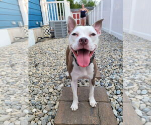 Staffordshire Bull Terrier Dogs for adoption in Oakhurst, NJ, USA