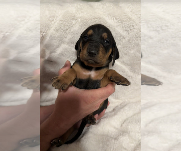 Medium Photo #3 Black and Tan Coonhound-Bluetick Coonhound Mix Puppy For Sale in OAK HILLS, CA, USA