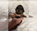 Small Photo #26 Black and Tan Coonhound-Bluetick Coonhound Mix Puppy For Sale in OAK HILLS, CA, USA