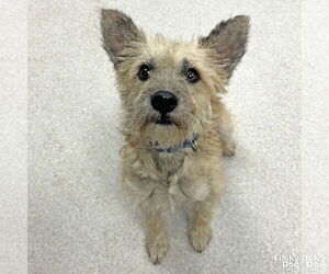 Cairn Terrier-Unknown Mix Dogs for adoption in Washington, DC, USA