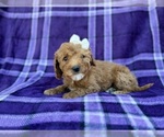 Small #2 Cavapoo (Miniature)