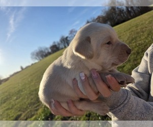 Labrador Retriever Puppy for sale in NEW TAZEWELL, TN, USA