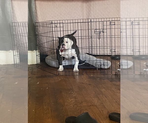 Medium Photo #1 American Bully Puppy For Sale in DETROIT, MI, USA