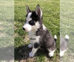 Small Photo #6 Siberian Husky Puppy For Sale in SILEX, MO, USA