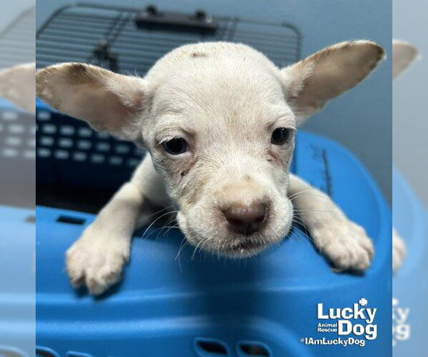 Medium Photo #2 Chihuahua-Unknown Mix Puppy For Sale in Washington, DC, USA