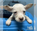 Small #1 Chihuahua Mix
