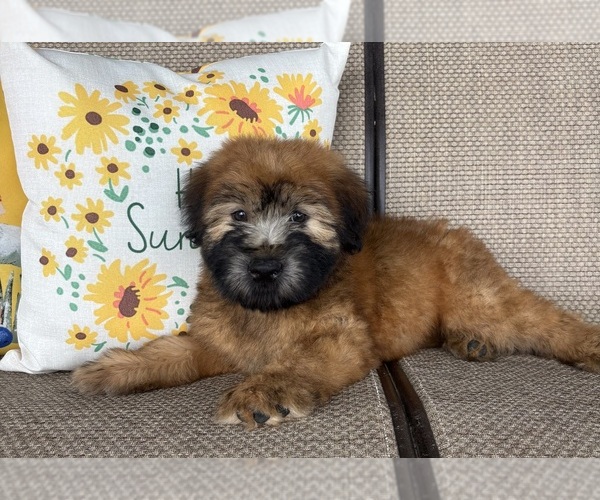 Medium Photo #2 Soft Coated Wheaten Terrier Puppy For Sale in DOSS, MO, USA