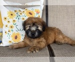 Small #1 Soft Coated Wheaten Terrier