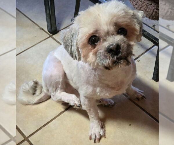Medium Photo #1 Shih Tzu Puppy For Sale in San Antonio, TX, USA