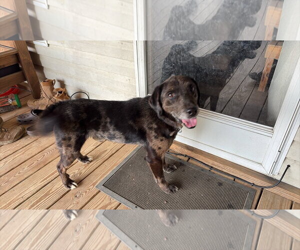 Medium Photo #3 Mutt Puppy For Sale in Hinton, WV, USA