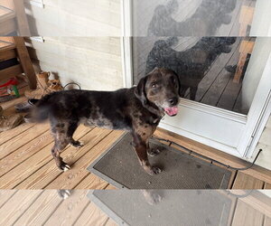 Rocco (10yo, 38lbs) - Male Mutt Dog for Adoption - Photo #3