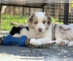 Small Photo #13 Border-Aussie Puppy For Sale in ANTELOPE, CA, USA