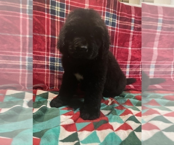 Medium Photo #9 Newfoundland Puppy For Sale in AURORA, IN, USA