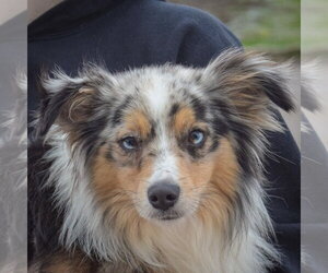 Aussiepom Dogs for adoption in Huntley, IL, USA